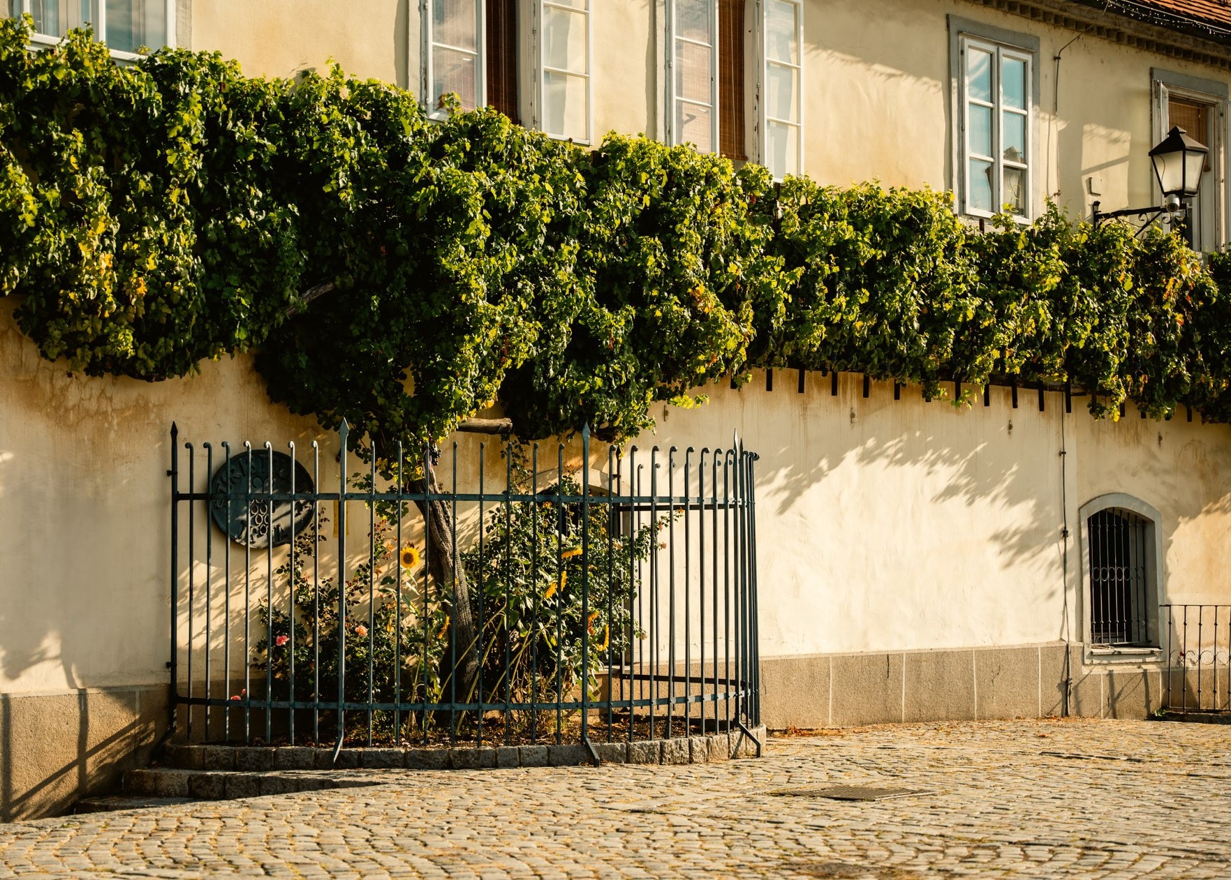 Hiša Stare trte / Haus der Alten Rebe